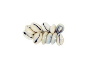 Coquillages pour cheveux x12